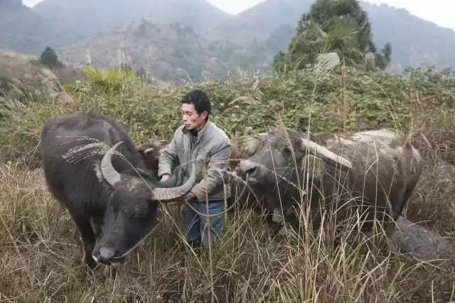 牛羊不辨家食草，虎视眈眈春。是什么生肖|精选解释解析落实