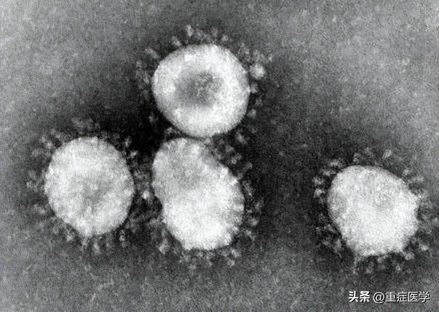 最新新型冠状病毒来源探究